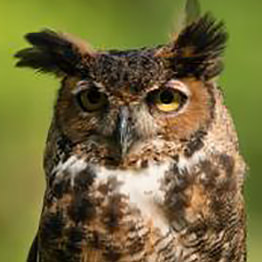 Tallahassee Tennis Blog: Wild Thing Tourney Raise Funds for Wildlife