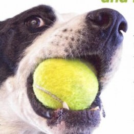 Tennis Briefs: American Collegiate invitational, Shelter Animal Tournament