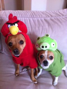 dogs-angry-birds-constumes