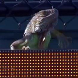 Friday Tennis Blog: Miami Moves to Not Move; Iguanas, Now Alligators